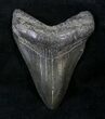 Megalodon Tooth - South Carolina #21249-1